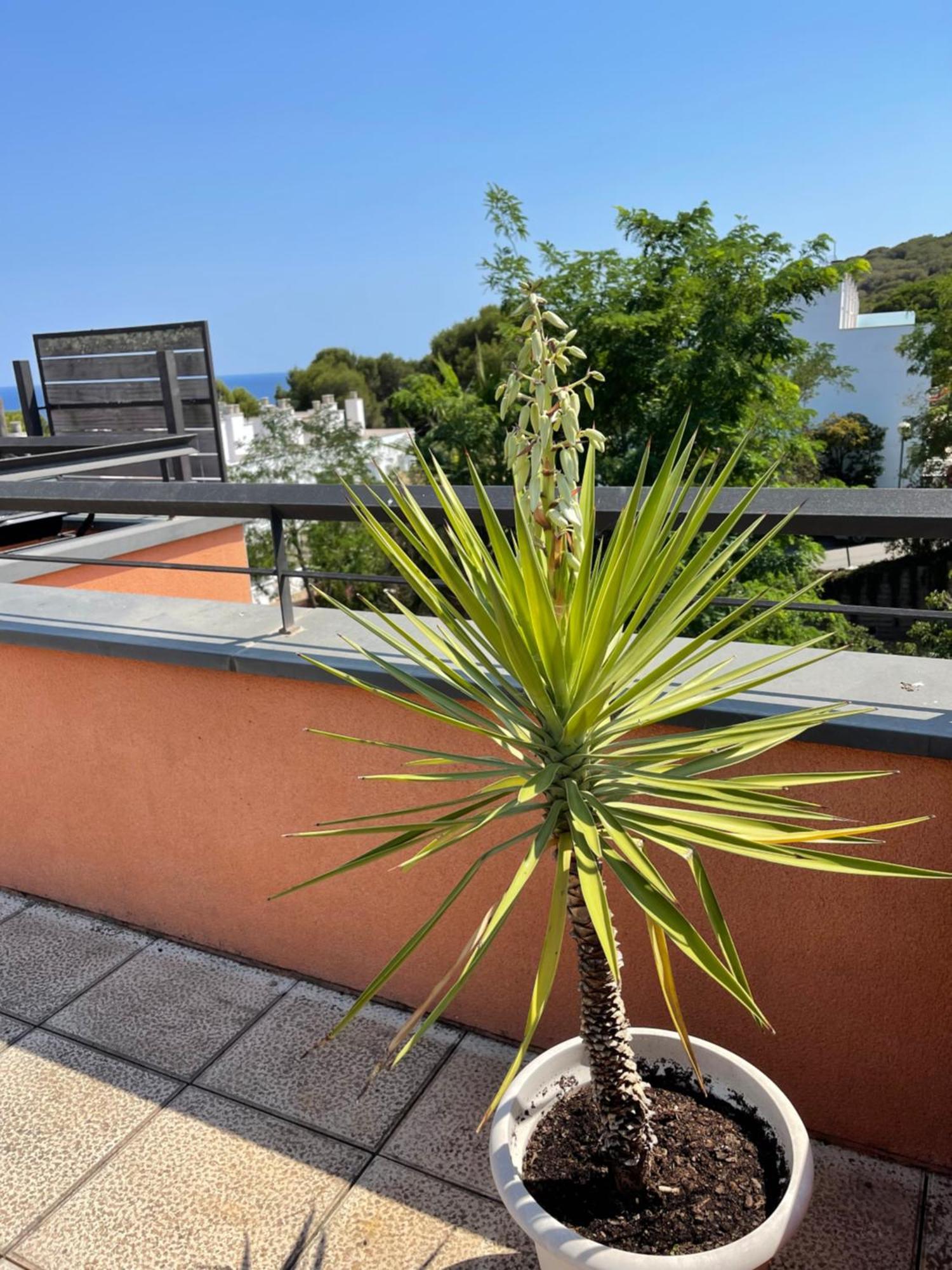 Sunny apartment Sa Boadella big solarium sea view Lloret de Mar Bagian luar foto